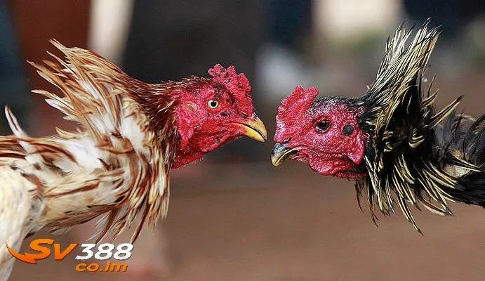 Lưu ý vàng và góc khuất từ sư kê sv388