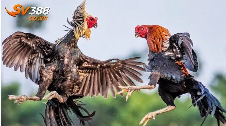 Phân tích chi tiết các thế đá gà chọi và cách đối phó
