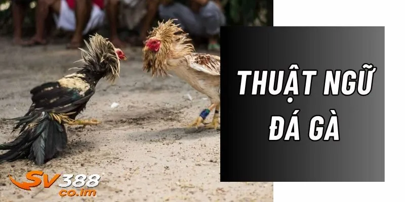 Tầm quan trọng của thuật ngữ đá gà tại sv388